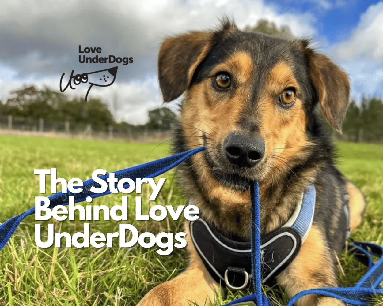 Client Spotlight: How Love Underdogs Uses The Workstation to Power Their Purpose